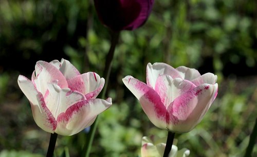 tulips  white  rose