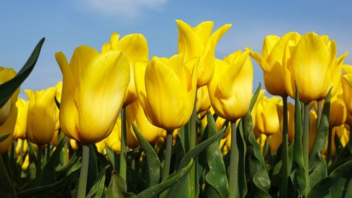 tulips  yellow  tulip fields