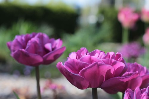 tulips  purple  spring