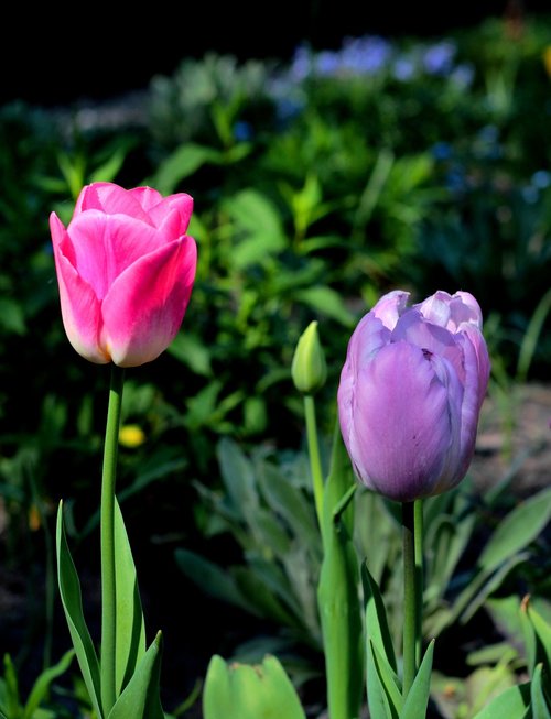 tulips  purple  pink