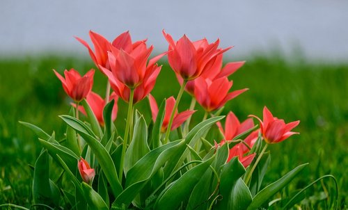 tulips  nature  flowers