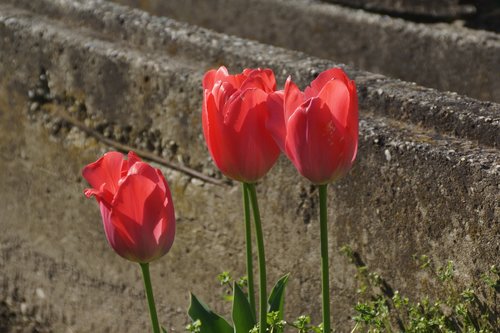 tulips  flowers  pink