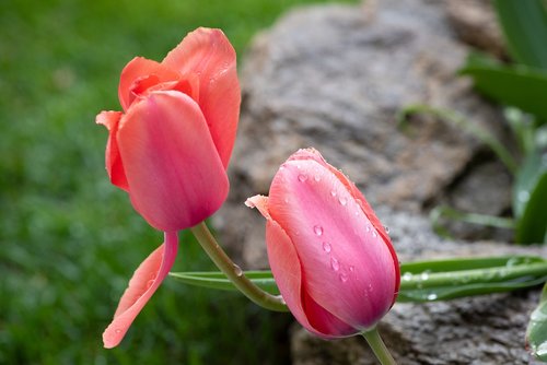 tulips  garden  raindrop