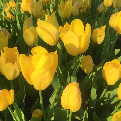 tulips  yellow  nature