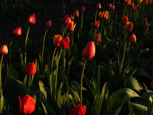 tulips flowers bright