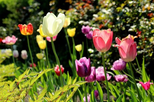 tulips  garden  spring