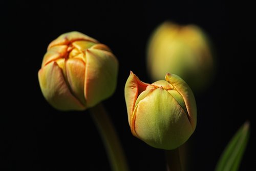 tulips  tulip buds  garden