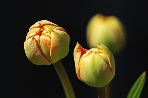tulips  tulip buds  garden