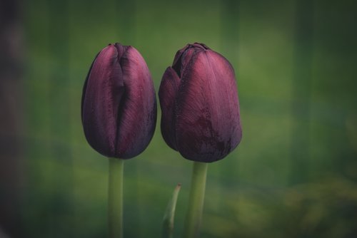 tulips  flowers  wine red