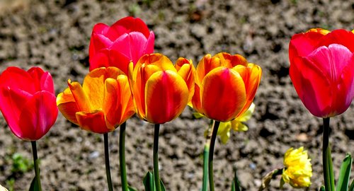 tulips  colorful  nature