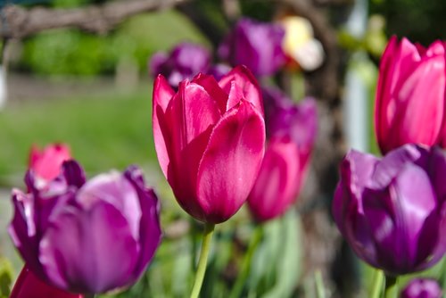 tulips  fade  red