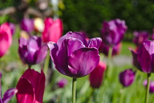 tulips  fade  violet
