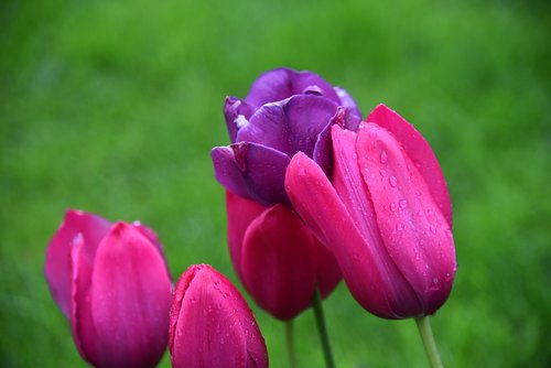 tulips  rain  wet