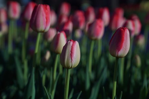 tulips  flower of hokkaido  spring