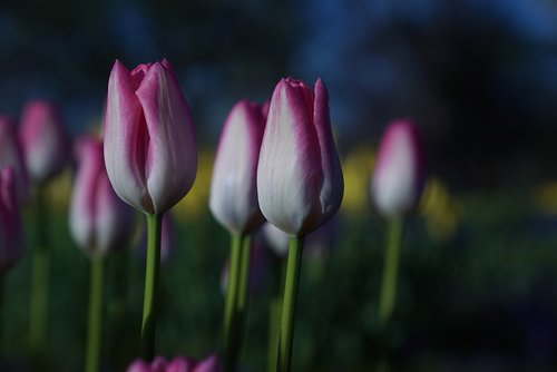 tulips  garden tulips  flower of hokkaido