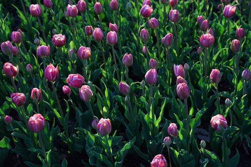tulips  tulipa humilis  flower of hokkaido