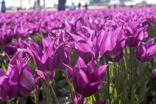 tulips  tulip  spring