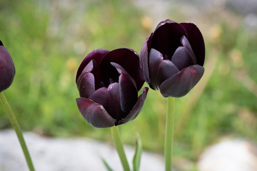 tulips  purple  flowers
