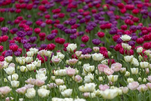 tulips  festival  spb