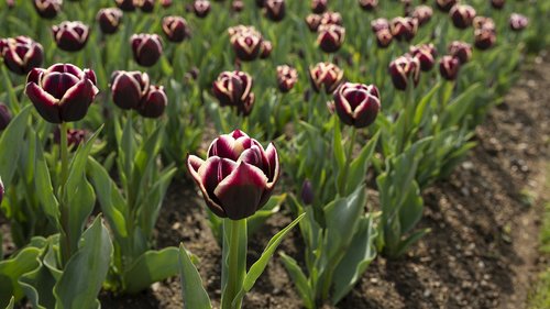 tulips  ticino  spring