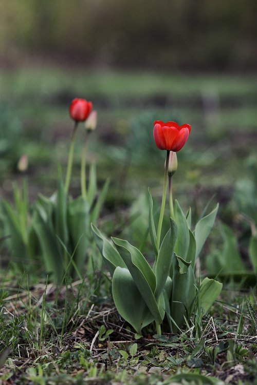 tulips  flower  spring