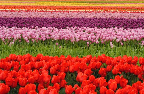tulips  may flowers  bloom