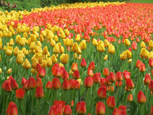 tulips red yellow