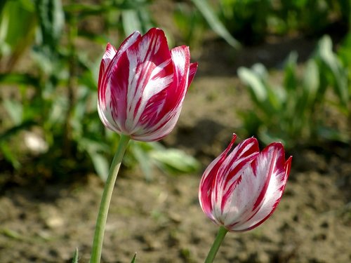 tulips  flowers  spring