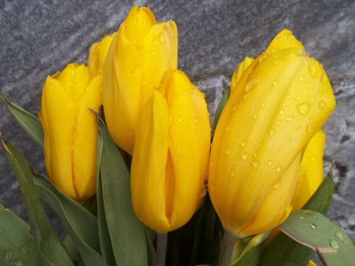 tulips yellow flowers