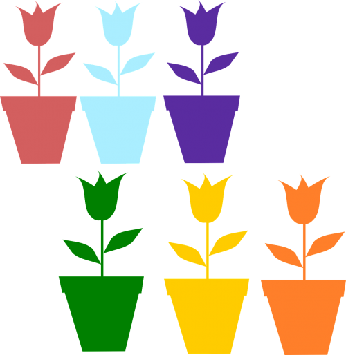 tulips flowers pots