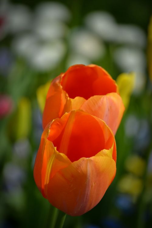 tulips flower spring