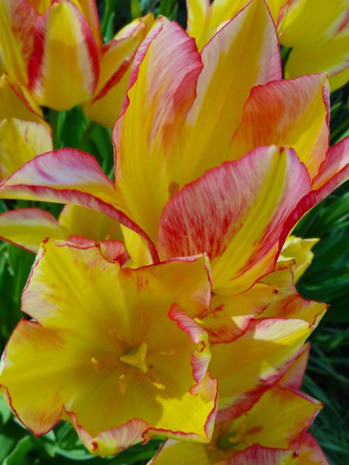 tulips flower nature