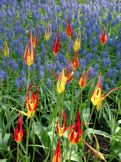 tulips colour holland