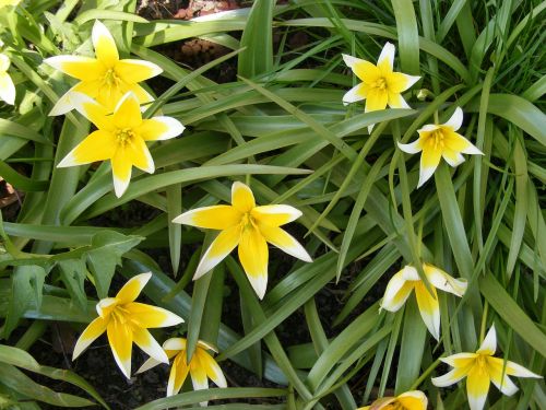 tulips yellow green