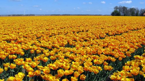 tulips holland tulip field