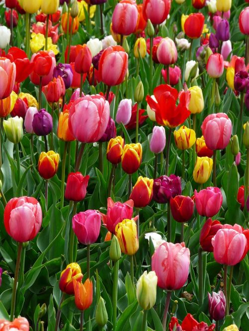 tulips tulip bed