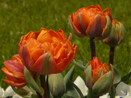 tulips filled garden