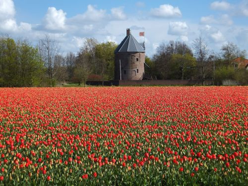 tulips flower holland