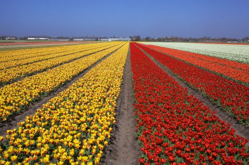tulips flower field holland