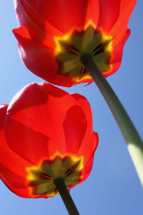 tulips flowers nature