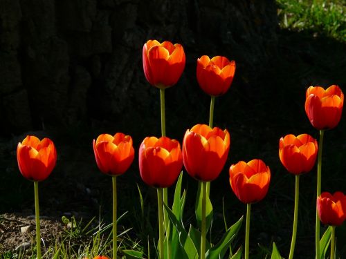 tulips red back light