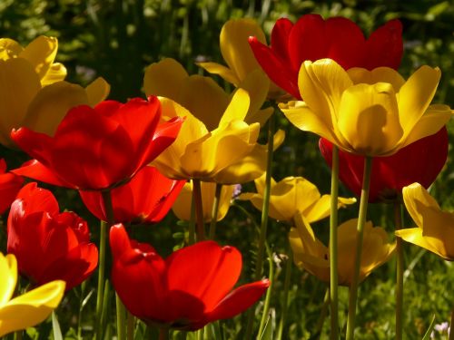 tulips red yellow