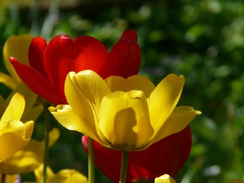 tulips red yellow