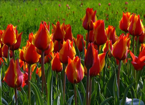 tulips red green