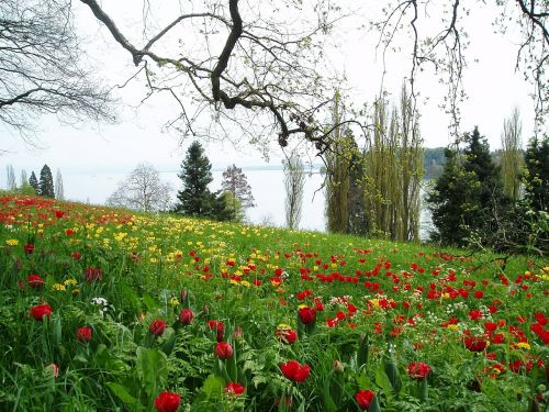 tulips tulip meadow green