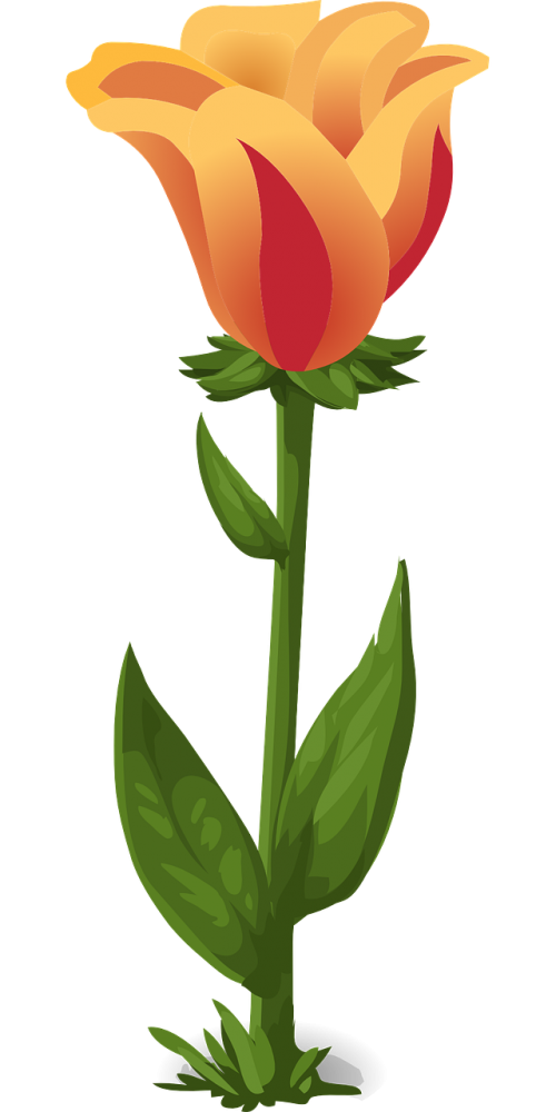 tulips plants flowers