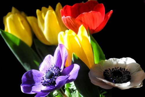 tulips anemone flowers
