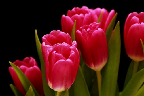 tulips red pink