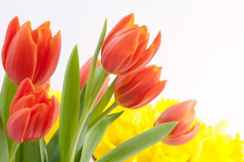 tulips bouquet spring