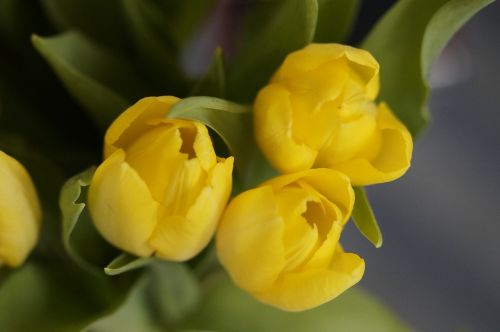 tulips yellow flower